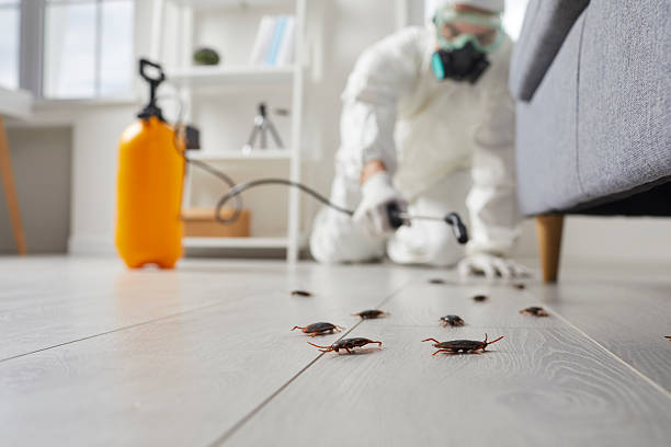 Post-Treatment Bed Bug Interceptor Monitoring in Charleston